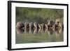 Banded Mongoose (Mungos Mungo) Drinking, Zimanga Private Game Reserve, Kwazulu-Natal, South Africa-Ann & Steve Toon-Framed Photographic Print