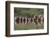 Banded Mongoose (Mungos Mungo) Drinking, Zimanga Private Game Reserve, Kwazulu-Natal, South Africa-Ann & Steve Toon-Framed Photographic Print