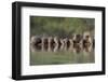 Banded Mongoose (Mungos Mungo) Drinking, Zimanga Private Game Reserve, Kwazulu-Natal, South Africa-Ann & Steve Toon-Framed Photographic Print