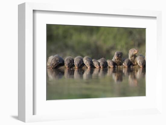 Banded Mongoose (Mungos Mungo) Drinking, Zimanga Private Game Reserve, Kwazulu-Natal, South Africa-Ann & Steve Toon-Framed Photographic Print