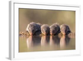 Banded Mongoose (Mungos Mungo) Drinking-Ann & Steve Toon-Framed Photographic Print