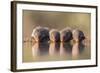 Banded Mongoose (Mungos Mungo) Drinking-Ann & Steve Toon-Framed Photographic Print