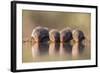 Banded Mongoose (Mungos Mungo) Drinking-Ann & Steve Toon-Framed Photographic Print