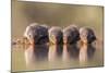 Banded Mongoose (Mungos Mungo) Drinking-Ann & Steve Toon-Mounted Photographic Print