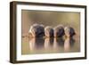 Banded Mongoose (Mungos Mungo) Drinking-Ann & Steve Toon-Framed Photographic Print