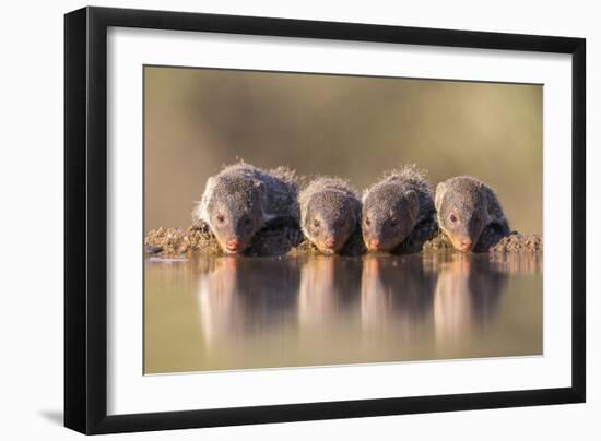 Banded Mongoose (Mungos Mungo) Drinking-Ann & Steve Toon-Framed Photographic Print