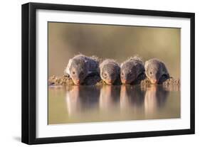 Banded Mongoose (Mungos Mungo) Drinking-Ann & Steve Toon-Framed Photographic Print