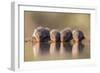 Banded Mongoose (Mungos Mungo) Drinking-Ann & Steve Toon-Framed Photographic Print