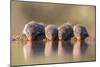 Banded Mongoose (Mungos Mungo) Drinking-Ann & Steve Toon-Mounted Photographic Print