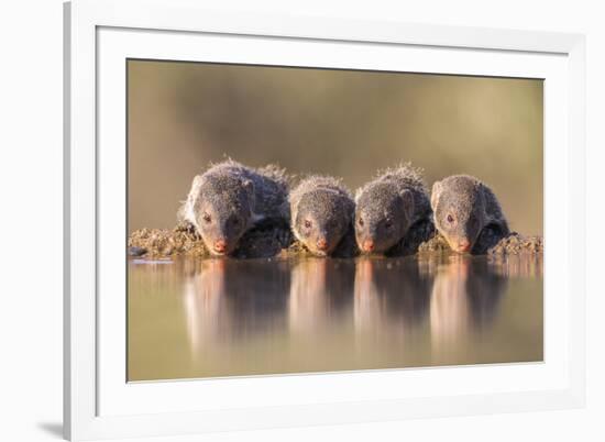 Banded Mongoose (Mungos Mungo) Drinking-Ann & Steve Toon-Framed Photographic Print