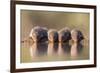 Banded Mongoose (Mungos Mungo) Drinking-Ann & Steve Toon-Framed Photographic Print