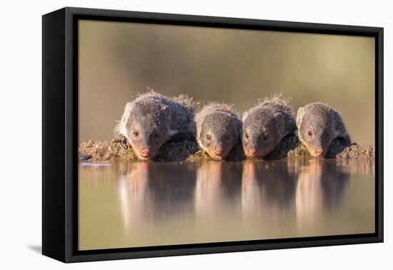 Banded Mongoose (Mungos Mungo) Drinking-Ann & Steve Toon-Framed Stretched Canvas