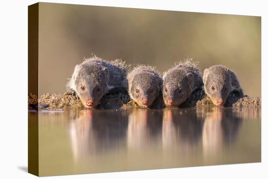 Banded Mongoose (Mungos Mungo) Drinking-Ann & Steve Toon-Stretched Canvas