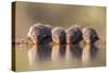 Banded Mongoose (Mungos Mungo) Drinking-Ann & Steve Toon-Stretched Canvas