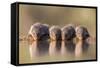 Banded Mongoose (Mungos Mungo) Drinking-Ann & Steve Toon-Framed Stretched Canvas