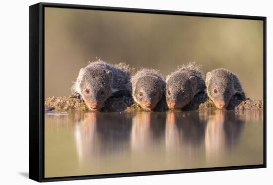 Banded Mongoose (Mungos Mungo) Drinking-Ann & Steve Toon-Framed Stretched Canvas