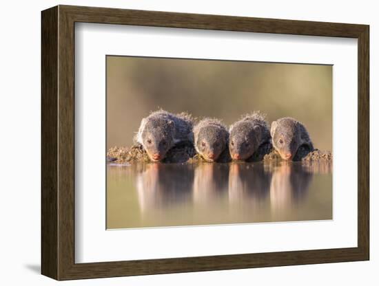 Banded Mongoose (Mungos Mungo) Drinking-Ann & Steve Toon-Framed Photographic Print