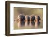 Banded Mongoose (Mungos Mungo) Drinking-Ann & Steve Toon-Framed Photographic Print