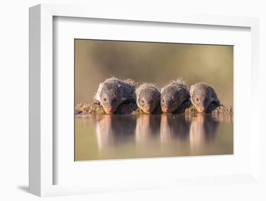 Banded Mongoose (Mungos Mungo) Drinking-Ann & Steve Toon-Framed Photographic Print