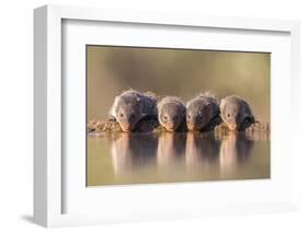 Banded Mongoose (Mungos Mungo) Drinking-Ann & Steve Toon-Framed Photographic Print