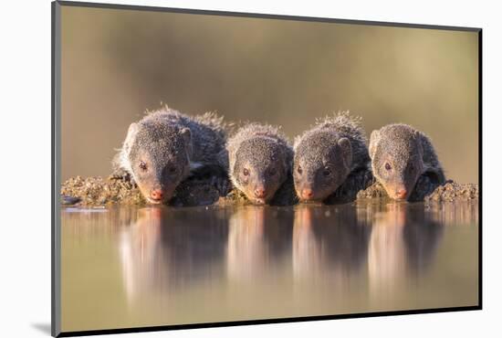 Banded Mongoose (Mungos Mungo) Drinking-Ann & Steve Toon-Mounted Photographic Print