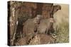 Banded Mongoose (Mungos Mungo), Serengeti National Park, Tanzania, East Africa, Africa-James Hager-Stretched Canvas