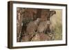 Banded Mongoose (Mungos Mungo), Serengeti National Park, Tanzania, East Africa, Africa-James Hager-Framed Photographic Print