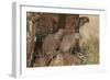 Banded Mongoose (Mungos Mungo), Serengeti National Park, Tanzania, East Africa, Africa-James Hager-Framed Photographic Print