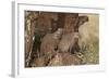 Banded Mongoose (Mungos Mungo), Serengeti National Park, Tanzania, East Africa, Africa-James Hager-Framed Photographic Print