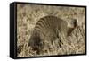 Banded Mongoose-Hal Beral-Framed Stretched Canvas