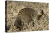 Banded Mongoose-Hal Beral-Stretched Canvas