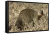 Banded Mongoose-Hal Beral-Framed Stretched Canvas