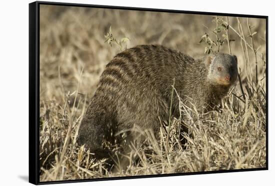 Banded Mongoose-Hal Beral-Framed Stretched Canvas