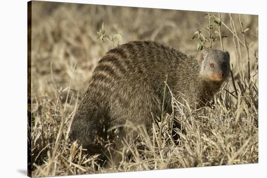 Banded Mongoose-Hal Beral-Stretched Canvas