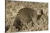 Banded Mongoose-Hal Beral-Stretched Canvas