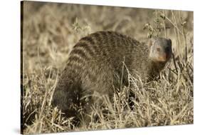 Banded Mongoose-Hal Beral-Stretched Canvas