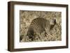 Banded Mongoose-Hal Beral-Framed Premium Photographic Print