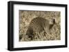 Banded Mongoose-Hal Beral-Framed Premium Photographic Print