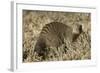 Banded Mongoose-Hal Beral-Framed Photographic Print