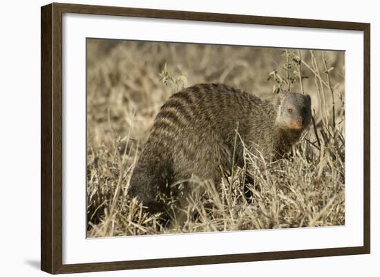 Banded Mongoose-Hal Beral-Framed Photographic Print