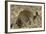 Banded Mongoose-Hal Beral-Framed Photographic Print