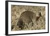 Banded Mongoose-Hal Beral-Framed Photographic Print