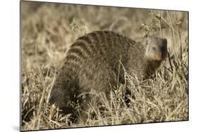 Banded Mongoose-Hal Beral-Mounted Photographic Print