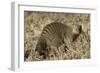 Banded Mongoose-Hal Beral-Framed Photographic Print