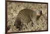 Banded Mongoose-Hal Beral-Framed Photographic Print