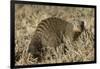 Banded Mongoose-Hal Beral-Framed Photographic Print