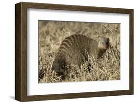 Banded Mongoose-Hal Beral-Framed Photographic Print