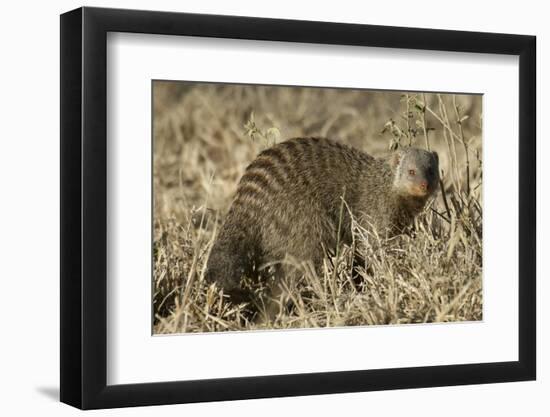 Banded Mongoose-Hal Beral-Framed Photographic Print