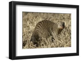 Banded Mongoose-Hal Beral-Framed Photographic Print