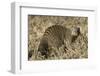 Banded Mongoose-Hal Beral-Framed Photographic Print